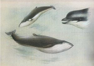 Longmans and Co tarafından yayınlanan Thorburns Mammals