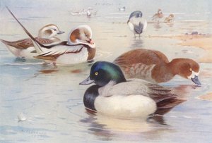 Uzun Kuyruklu Ördek (erkek ve dişi), Sakarmeke Ördeği (erkek ve dişi) (renkli lito) by Archibald Thorburn