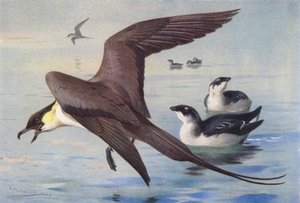 Uzun Kuyruklu Skua, Küçük Auk (kış) (renkli lito) by Archibald Thorburn