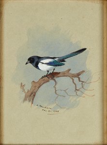 Daldaki Saksağan (mürekkep ve sulu boya) by Archibald Thorburn