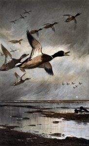 Yeşilbaşlar uçuşta by Archibald Thorburn