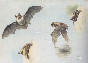 Longmans and Co tarafından yayınlanan Thorburns Memelilerden Natterers Bat ve Daubentons Bat, c. 1920 by Archibald Thorburn