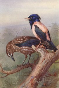 Fındıkkıran, Gül Renkli Sığırcık (renkli taş baskı) by Archibald Thorburn