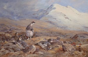 Ptarmigan Yerinde (suluboya) by Archibald Thorburn