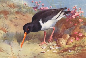 Oyster-Catcher (renkli taş baskı) by Archibald Thorburn