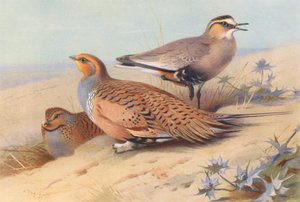Pallas Kumkuşu (erkek ve dişi), Sürmeli Yağmurcun (renkli lito) by Archibald Thorburn