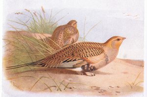 Pallass Sand Grouse, Birds of the British Isles ve Onların Yumurtalarından Frederick Warne & Co Ltd, 1958