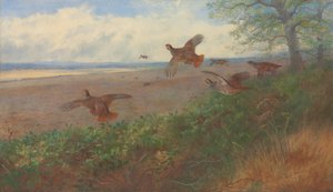 uçuşan keklikler by Archibald Thorburn