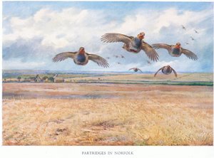 Norfolk