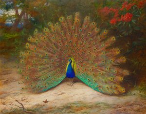 Tavus Kuşu ve Tavus Kuşu Kelebeği by Archibald Thorburn