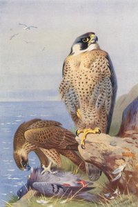 Alaca Şahin (renkli lito) by Archibald Thorburn