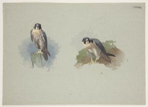Peregrine falcon erkek, c.1915 (kağıt üzerine kurşun kalem üzerine suluboya ve gövde rengi) by Archibald Thorburn