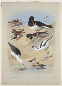 Phaleropes, istiridye avcısı, avocet, turnstone ve uzunbacak, 1915 dolayları (karakalem üzerine arap zamkı ile suluboya ve gövde boyası) by Archibald Thorburn