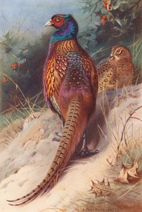 Sülün (erkek ve dişi) (renkli lito) by Archibald Thorburn