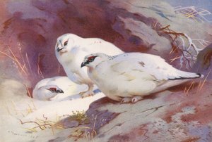 Yaban tavşanı (erkek ve dişi, kış) (renkli lito) by Archibald Thorburn
