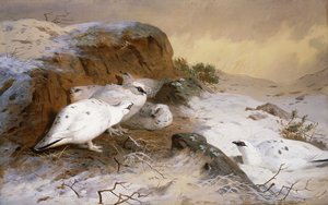 Karda Ptarmigan by Archibald Thorburn