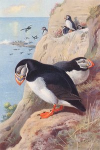 Puffin (renkli lito) by Archibald Thorburn