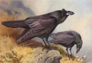 Raven (renkli lito) by Archibald Thorburn