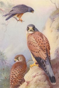 Kırmızı ayaklı şahin, kerkenez (erkek ve dişi) (renkli lito) by Archibald Thorburn