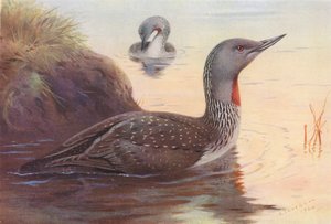 Kırmızı Boğazlı Dalgıç (renkli lito) by Archibald Thorburn