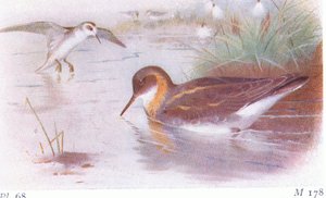 Kırmızı Boyunlu Phalarope (yaz ve sonbahar), Frederick Warne & Co Ltd, 1958 tarafından yayınlanan Britanya Adaları Kuşları ve Yumurtalarından by Archibald Thorburn
