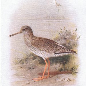 Redshank, Frederick Warne & Co Ltd tarafından yayınlanan Britanya Adaları Kuşları ve Yumurtaları