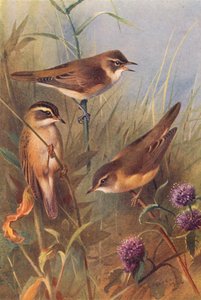 Reed-Warbler, Sedge-Warbler, Marsh-Warbler (renkli lito) by Archibald Thorburn