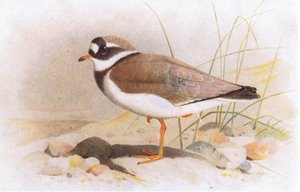 Ringed Plover, Birds of the British Isles ve Onların Yumurtalarından, Frederick Warne & Co Ltd, 1958 by Archibald Thorburn