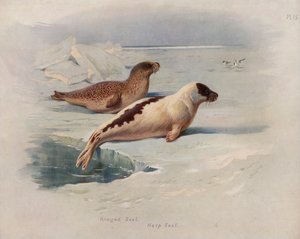 Halkalı Mühür, Arp Mührü by Archibald Thorburn