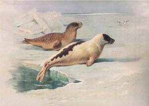 Longmans and Co tarafından yayınlanan Thorburns Memelilerden Ringed Seal ve Harp Seal, c. 1920 by Archibald Thorburn