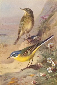 Rock-Pipit, Mavi Başlı Kuyruksallayan (renkli lito) by Archibald Thorburn