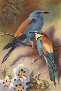 Silindir, Arı Yiyen (renkli lito) by Archibald Thorburn