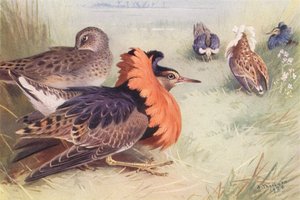 Ruff (dört tip erkek ve dişi) (renkli lito) by Archibald Thorburn
