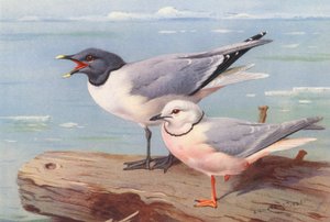 Sabine Martısı, Kama Kuyruklu Martı (renkli lito) by Archibald Thorburn