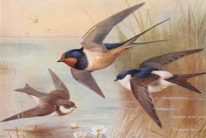 Sand-Martin, Swallow, Martin (renkli lito) by Archibald Thorburn