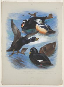 Scoters and stellers eider, c.1915 (kağıt üzerine kurşun kalem üzerine suluboya ve gövde rengi) by Archibald Thorburn