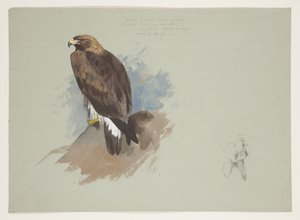 Deniz kartalı ve tavşanın kalem çizimi, c.1915 (kağıt üzerine kurşun kalem üzerine suluboya ve gövde rengi) by Archibald Thorburn