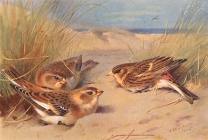 Snow-Bunting (kış), Twite (renkli lito) by Archibald Thorburn