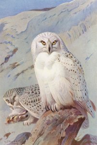 Karlı Baykuş (renkli lito) by Archibald Thorburn