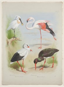 Kaşık gagası, flamingo ve leylek, c.1915 (kağıt üzerine kurşun kalem üzerine suluboya ve gövde rengi) by Archibald Thorburn