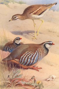 Stone-Curlew, Kırmızı Bacaklı Keklik (erkek ve dişi) (renkli lito) by Archibald Thorburn