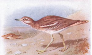 Frederick Warne & Co Ltd, 1958 tarafından yayınlanan Britanya Adaları Kuşları ve Yumurtalarından Stone Curlew