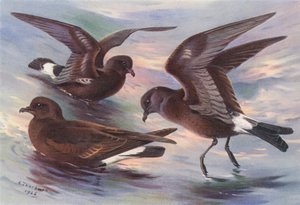 Fırtına-Petrel, Leach
