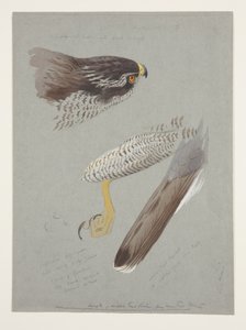 Erkek çakır kuşu kafa, ayak ve kanat çalışmaları, c.1915 (kağıt üzerine kurşun kalem üzerine suluboya ve gövde rengi) by Archibald Thorburn