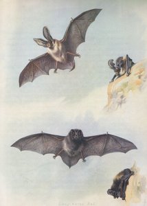 Barbastelle by Archibald Thorburn