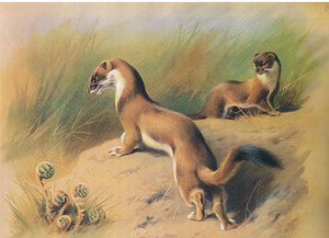 Longmans and Co tarafından yayınlanan Thorburns Mammals