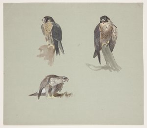 Üç renkli erkek peregrine çizimi, c.1915 (kağıt üzerine kurşun kalem üzerine suluboya ve gövde rengi) by Archibald Thorburn