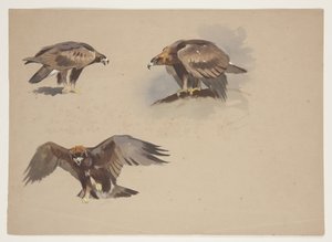 Altın kartalın üç küçük çizimi, 1915 dolayları (kağıt üzerine kurşun kalem üzerine suluboya ve gövde rengi) by Archibald Thorburn