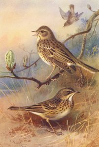 Ağaç-Çipit, Çayır-Çipit (renkli lito) by Archibald Thorburn