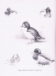 Tepeli Ördekler, Yeşilbaşlar, Barrows Goldeneye, 1938 by Archibald Thorburn